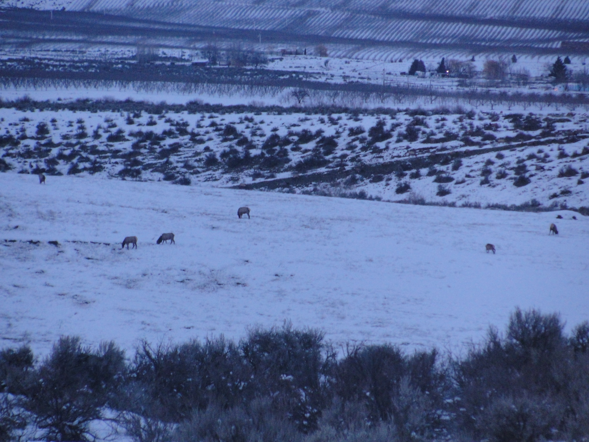 Elk near Falcon Ridge